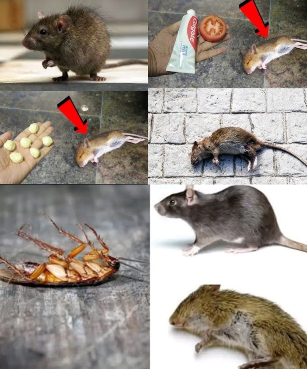 GreenThumb - 🪥🚫 Say goodbye to mice, cockroaches, and ants… with ...