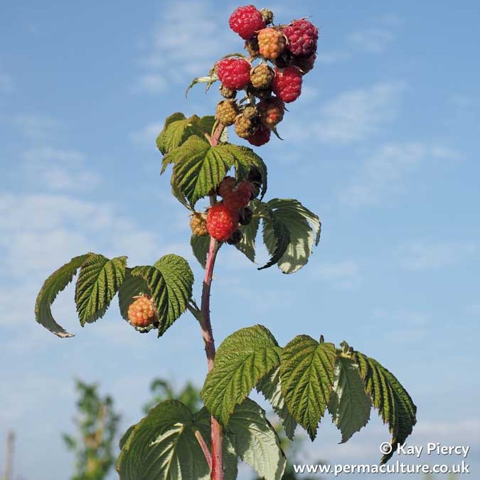 Permaculture - THE HEALING PROPERTIES OF RASPBERRY – RUBUS IDAEUS The ...