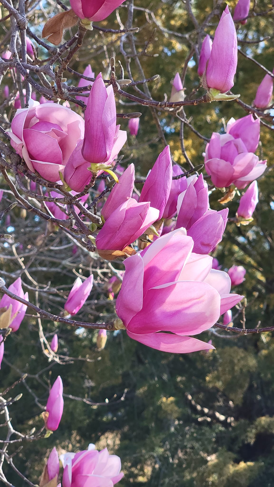 Japanese Magnolia Tree Care and Appreciation in Zone 9a