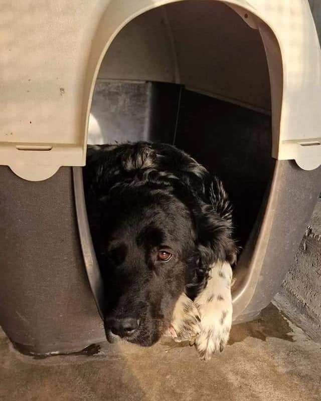 LO AVETE... - Cane e gatto da salvare, adotta un amico | Facebook