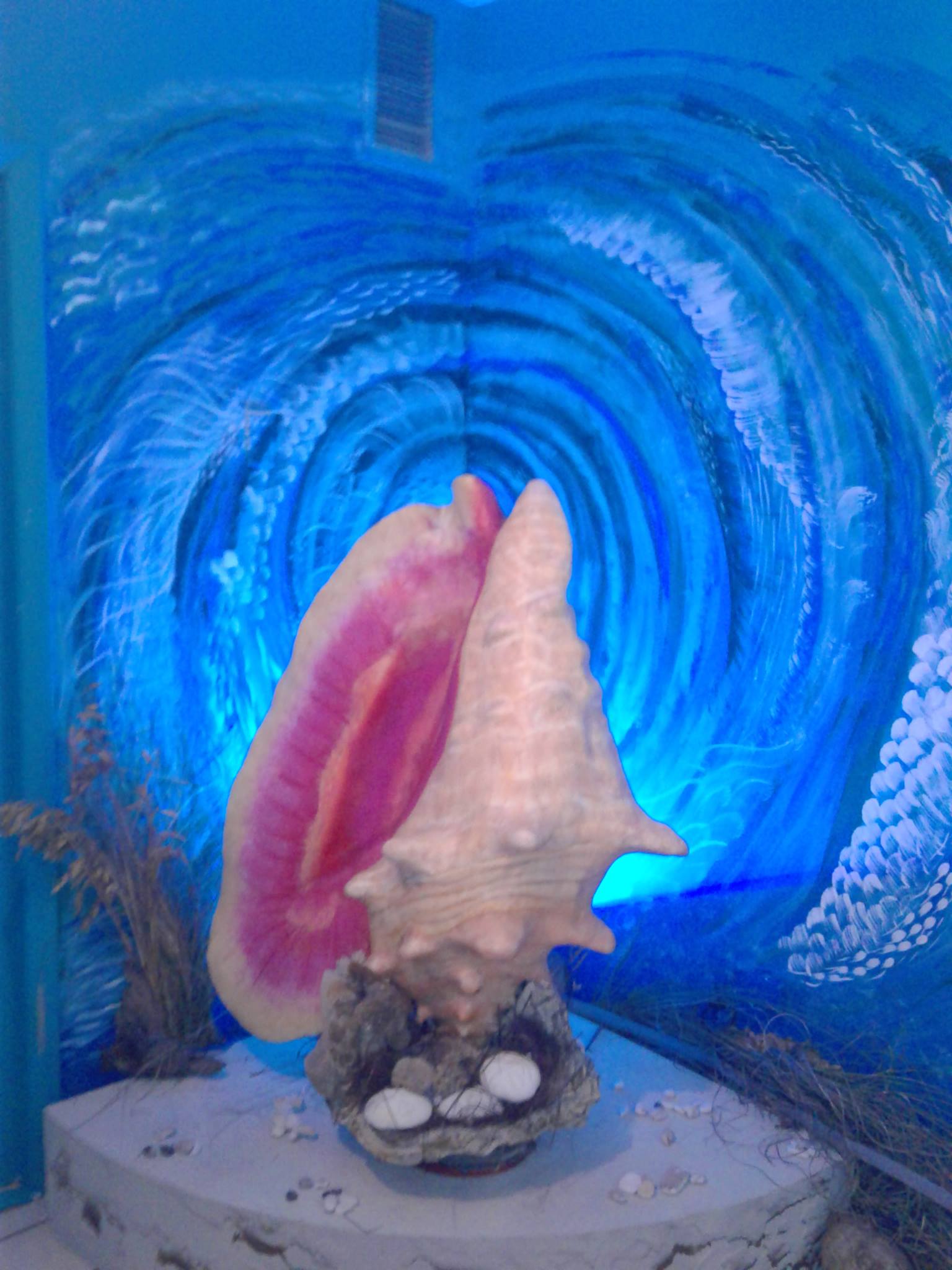 TCI Shellman