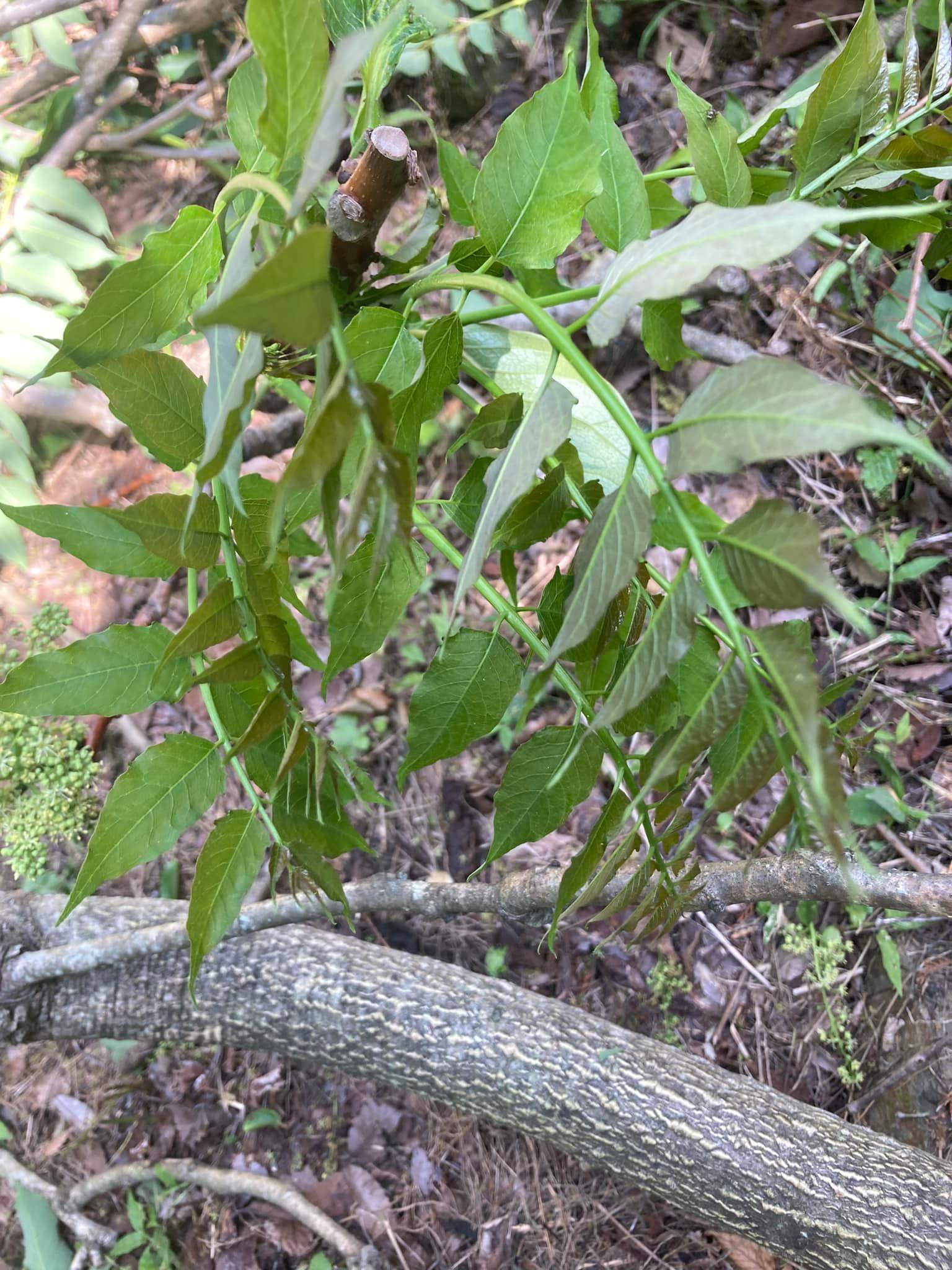 厄介者のニワウルシをやっつけていますが、皆さまこれを薪に使った方 