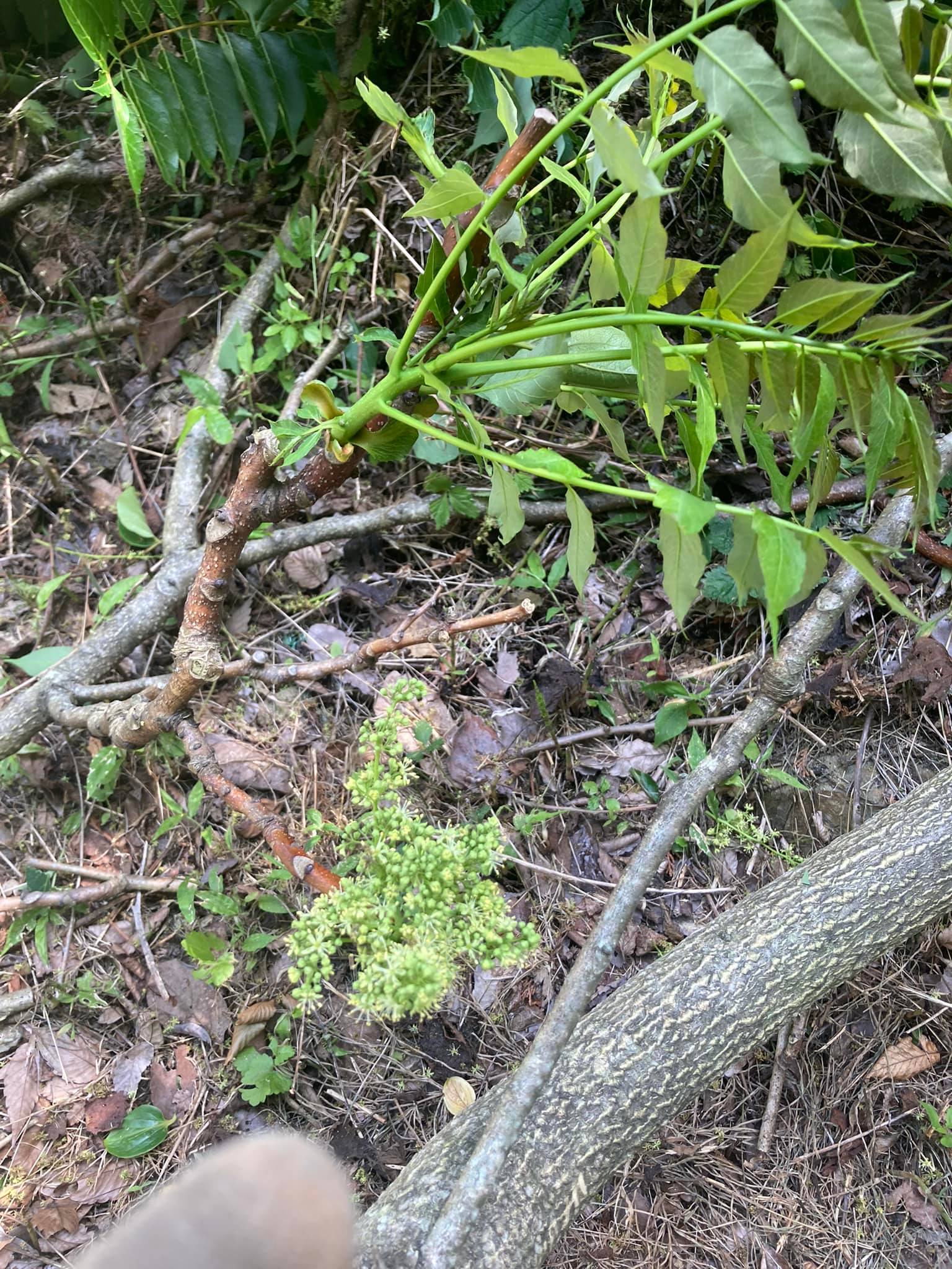 厄介者のニワウルシをやっつけていますが、皆さまこれを薪に使った方 