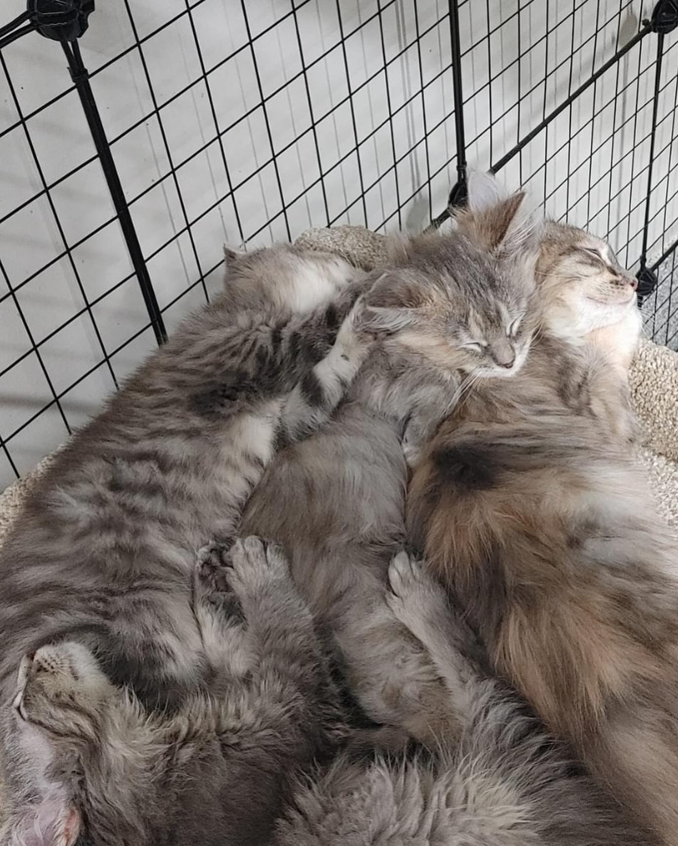 The cutest cuddle puddle 💘🐱 - Last Chance Cat Ranch Lethbridge
