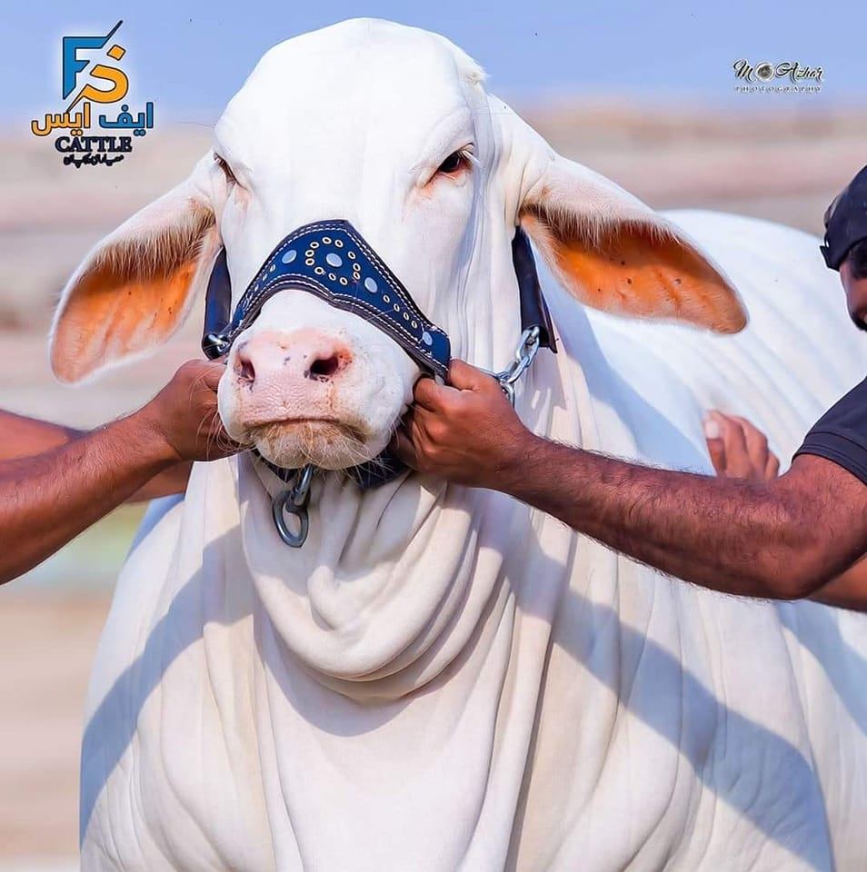 Ye bane gi sab ke dil ki ladli ..... - Karachi Bull Lovers | Facebook