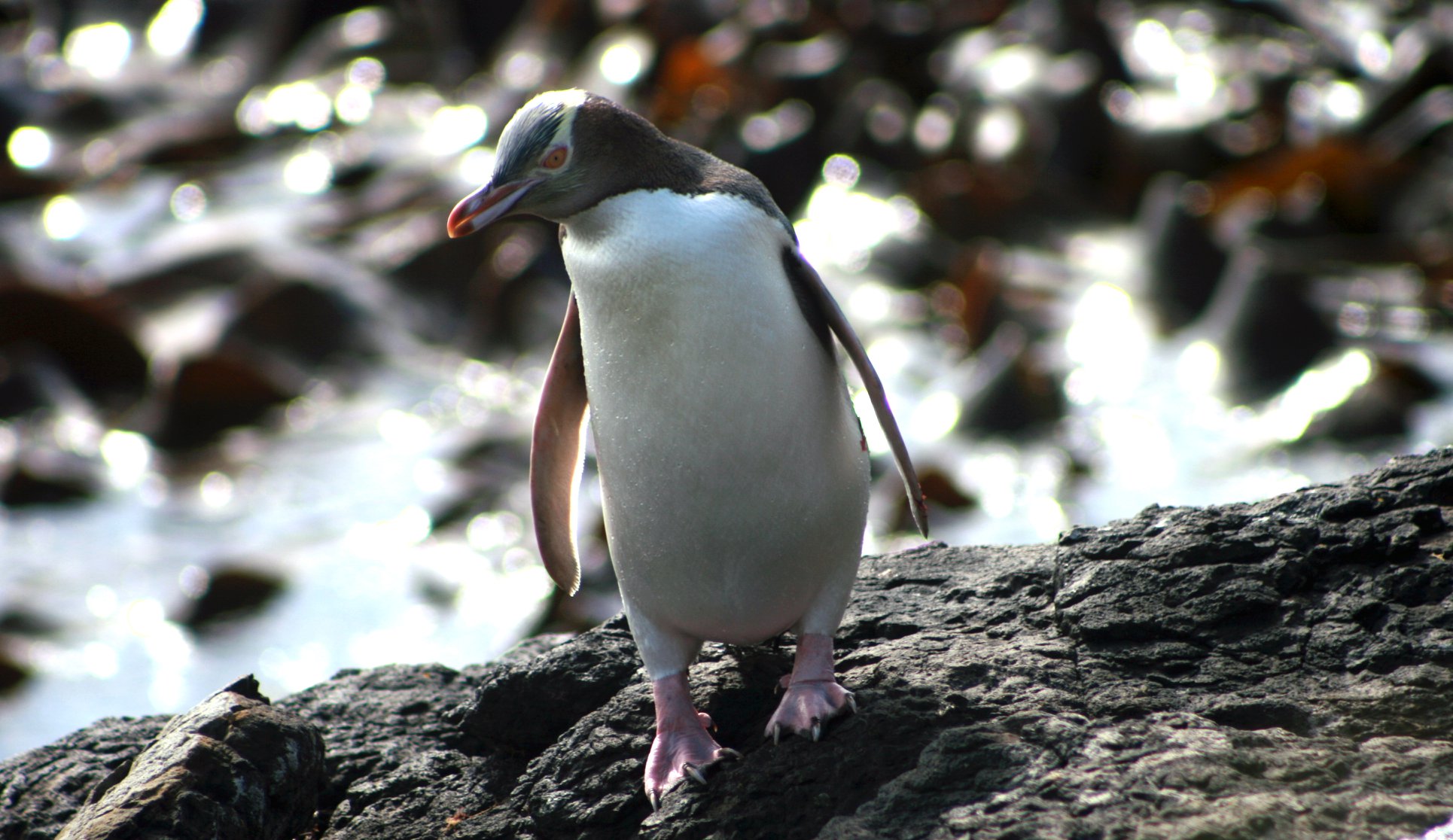 Attention all students. Keen... - Dunedin Wildlife Hospital