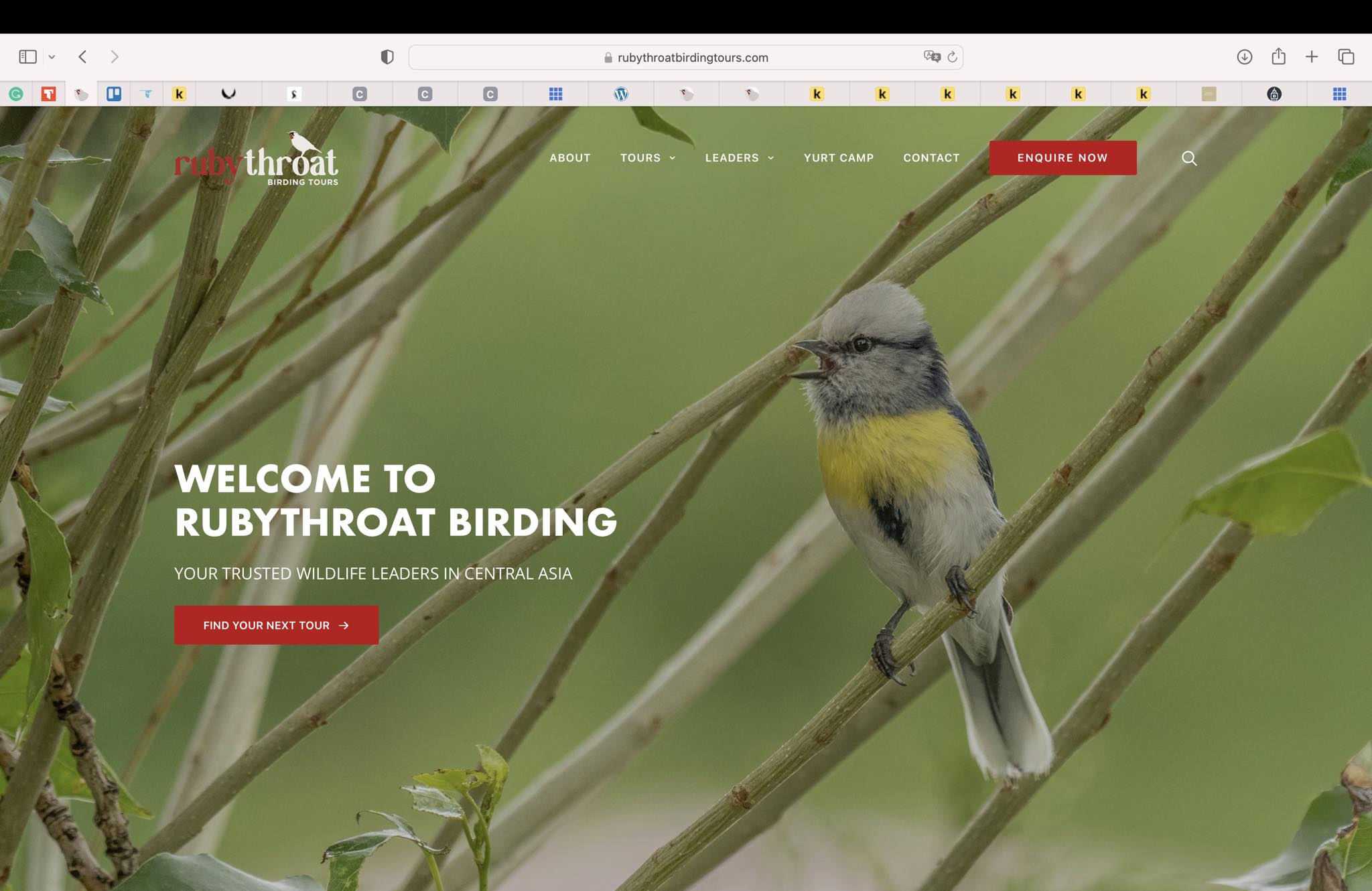 Sevendays - Cryptic Flycatcher (Ficedula crypta) Brgy. Eden, Toril ...