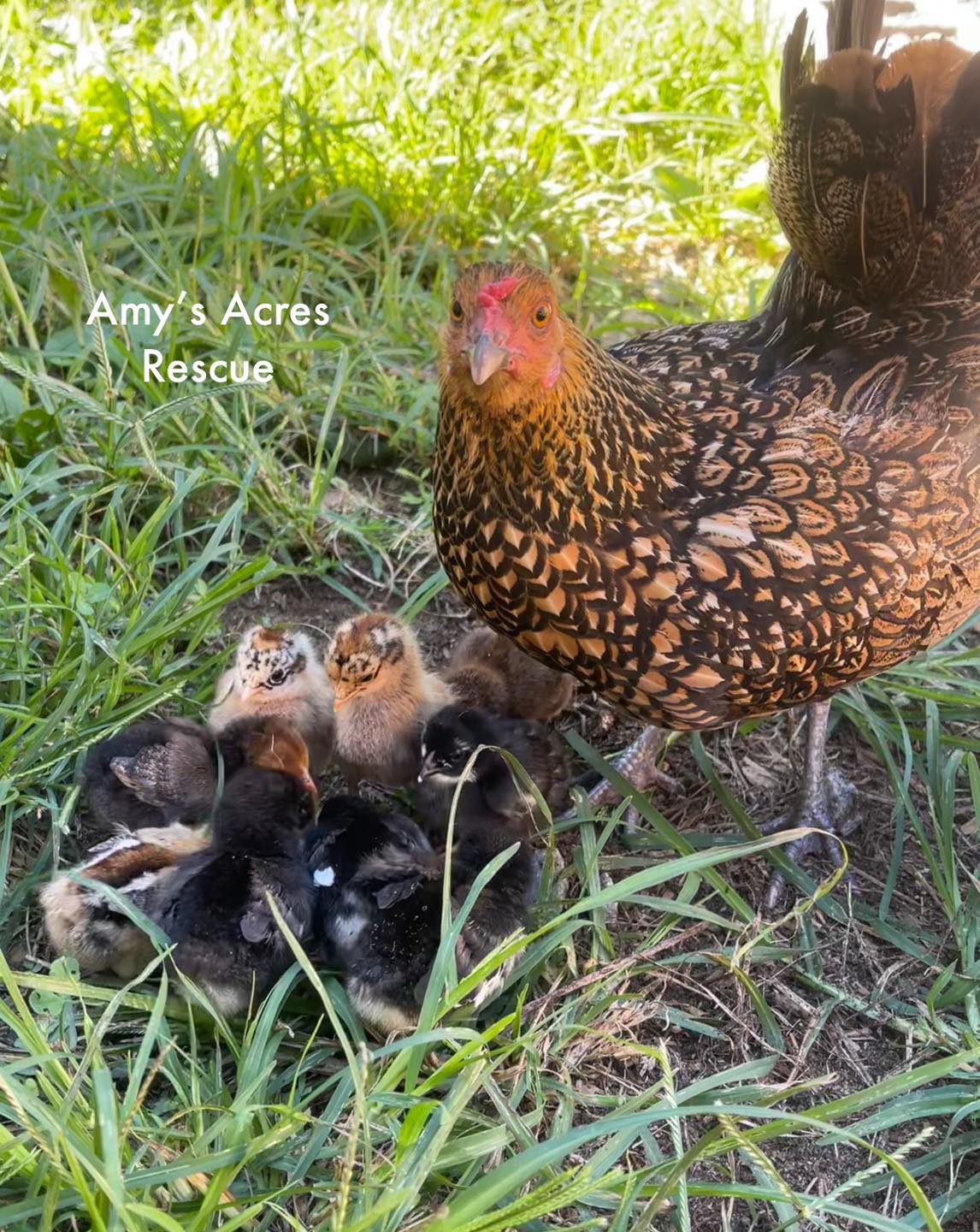 Amy's - Chicken, (rooster and chicks too!) fun facts Chickens are like ...