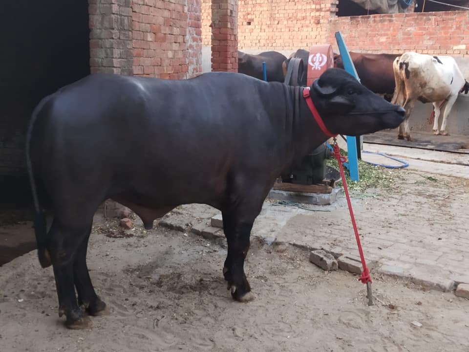 Mander dairy farm | Malerkotla
