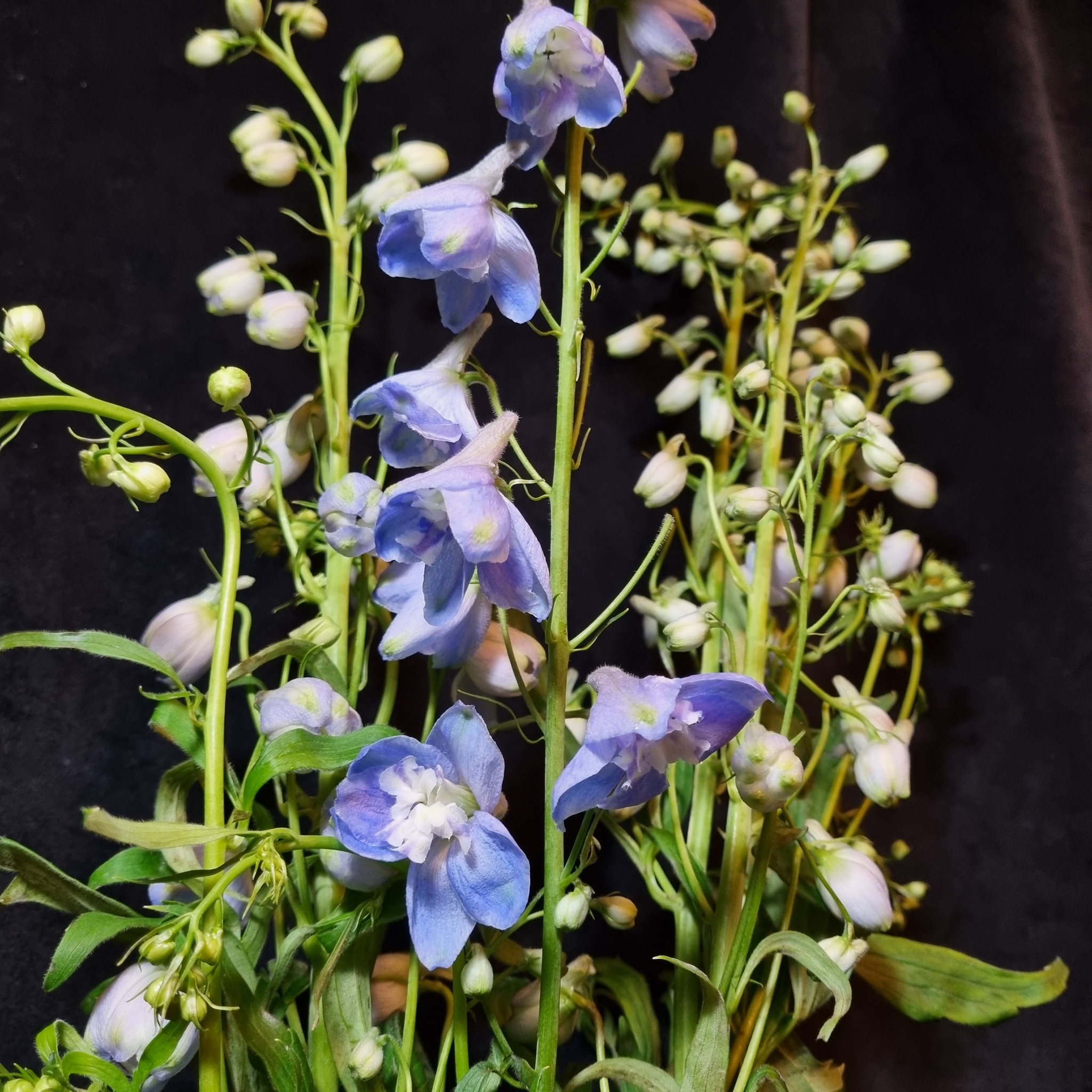Why do white delphinium flowers turn blue after drying?