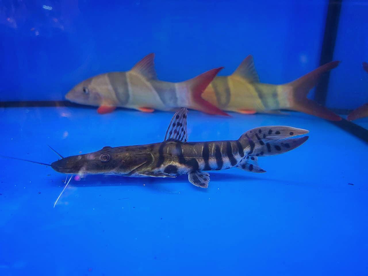 Toh Aquarium - 🫧🍺TGIF highlights!🌈🫧 🩷Shortbody Tiger...