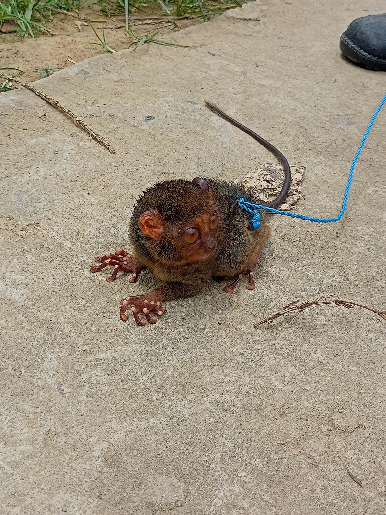 IGMAT Labangan - LANTAW: TARSIER NAKIT-AN SA BARANGAY... | Facebook
