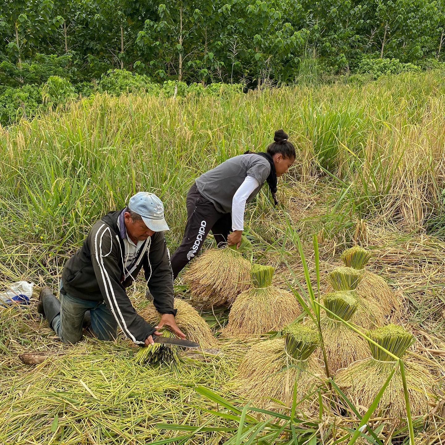 Sinú - ⁣ La agricultura familiar produce alrededor del 80% de los ...