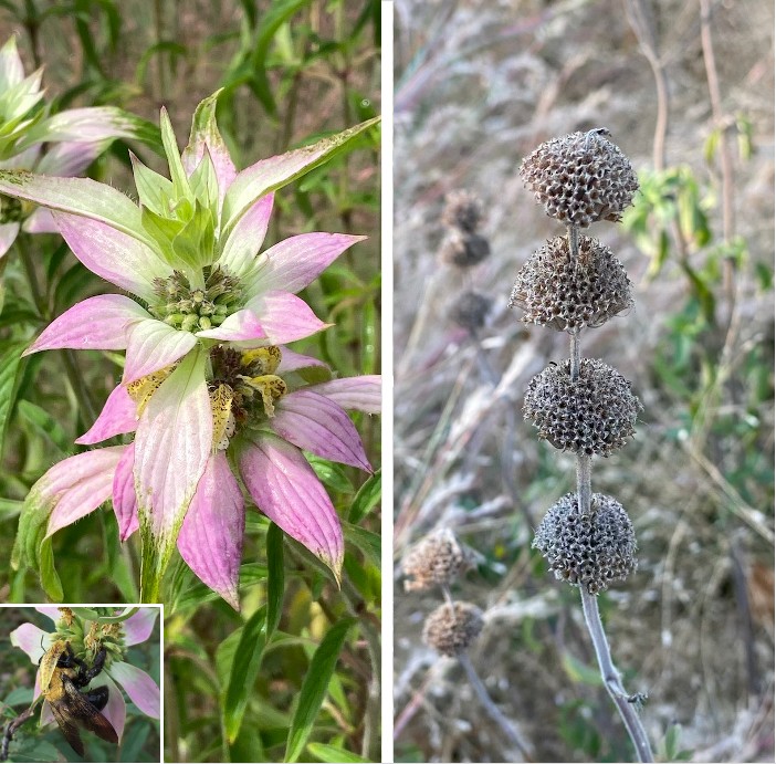 LANDSCAPE for WILDLIFE: Spotted Beebalm (Monarda punctata) has complex ...