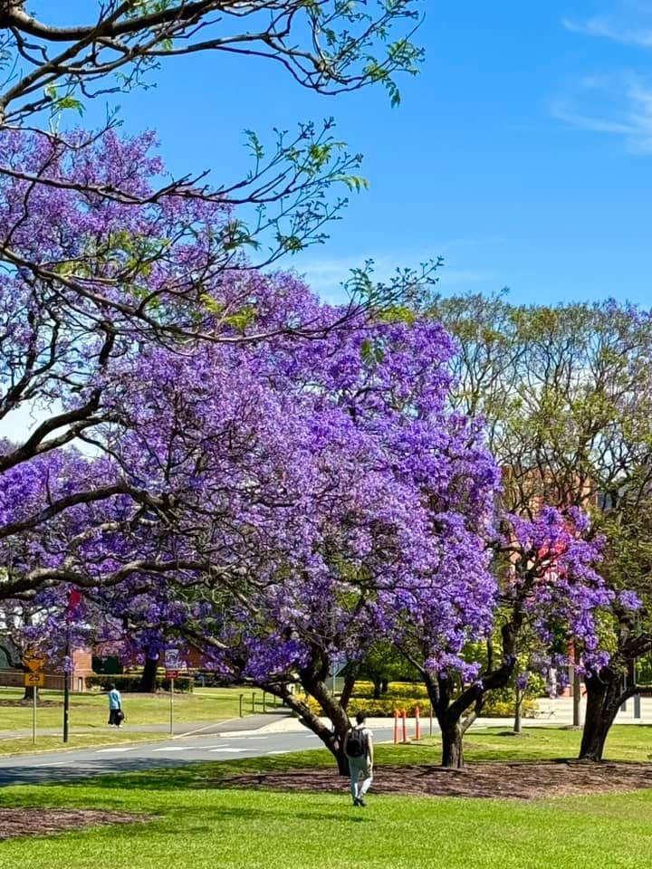 Australia-Phil - Beautiful jacaranda trees 💜🙍‍♀️ | Facebook