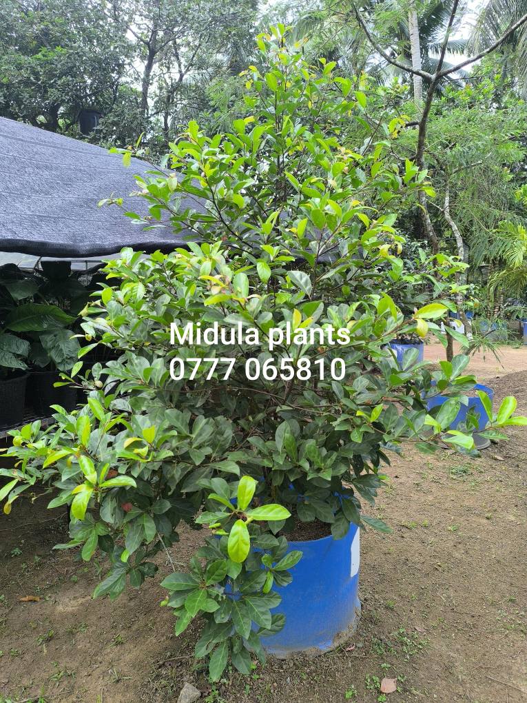 Midula Plants - පිදුණු පලතුරු පැල හොයන හොයාලට ,අඩි 7-12 උස... | Facebook