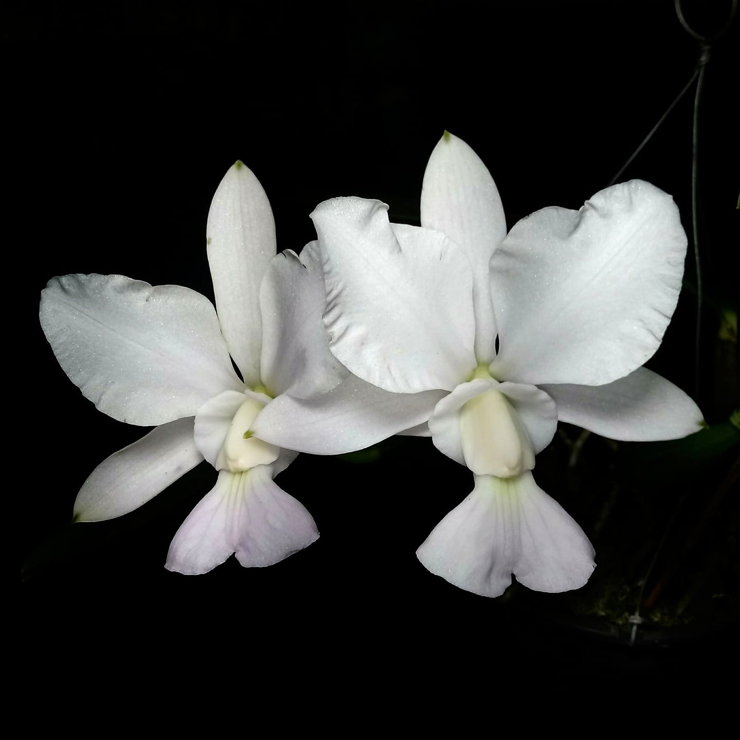 Cattleya aclandiae Albescens a new colorful result of our MZ