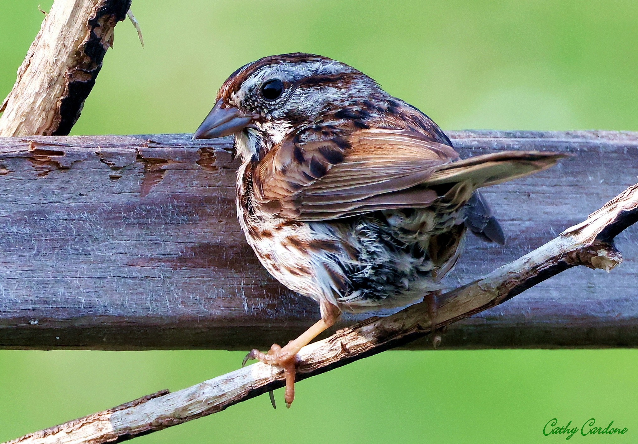 Song Sparrow. Oakland Township Michigan, USA. May 26, 2026.