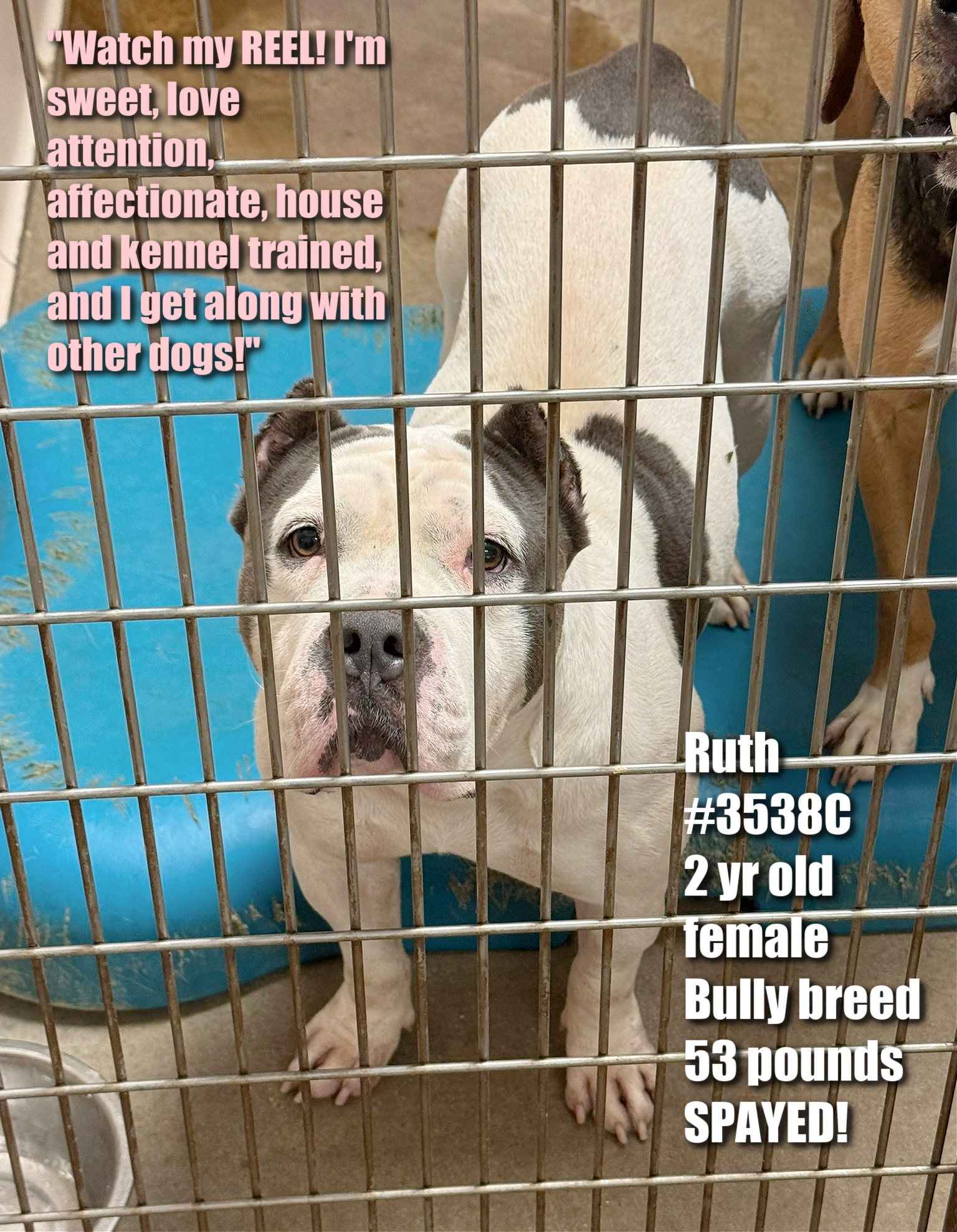 Buddies - ADOPTED! 💙💙💙 🐾DOG OF THE WEEK - RUTH!🐾💙💙💙 💓💓ADOPTION FEE ...