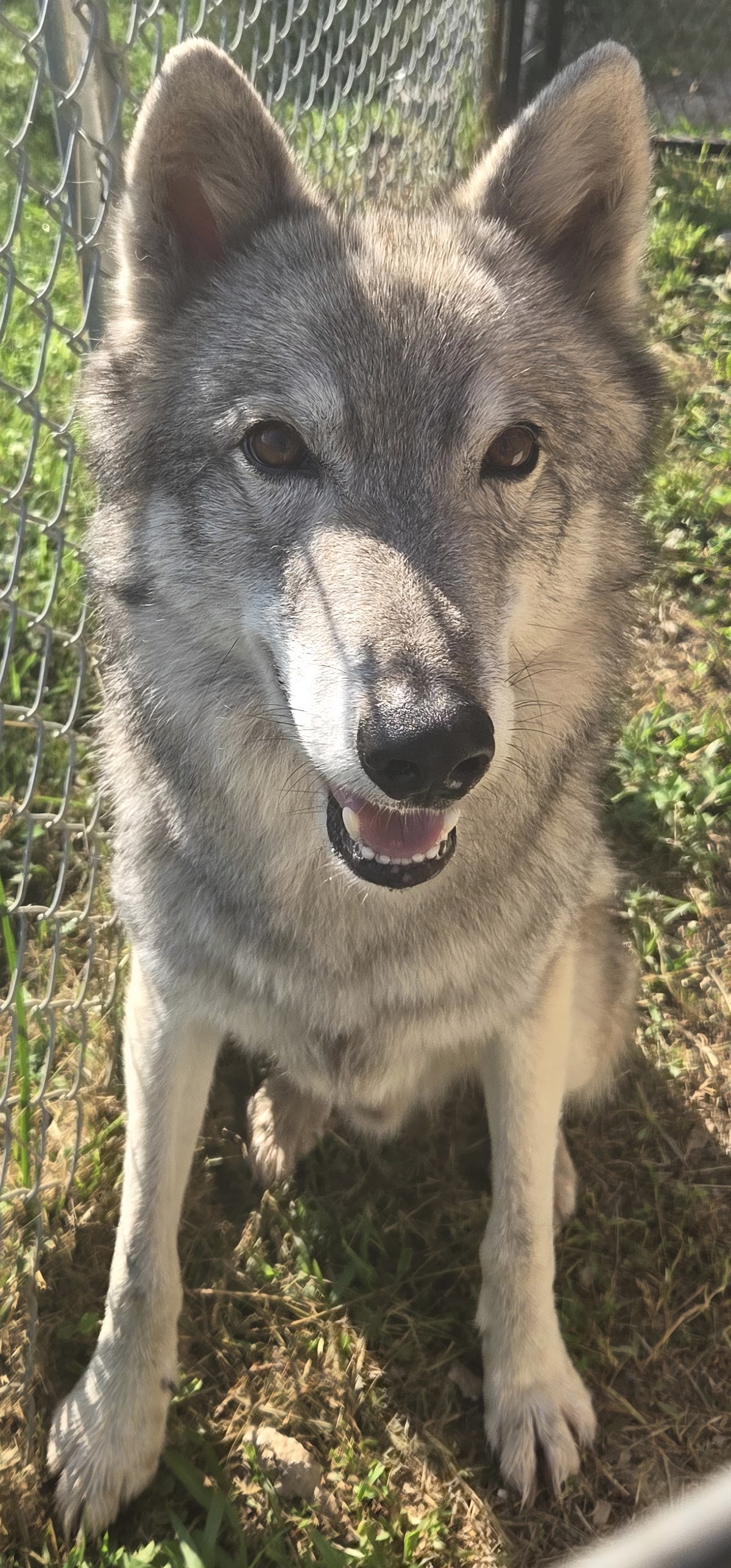 Red... - Red Riding Hood Rescue Project - a wolfdog rescue