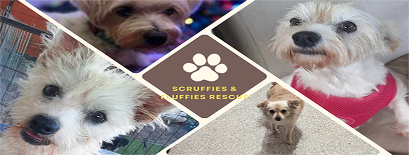 Scruffies And Fluffies Small Dog Rescue | Houston TX