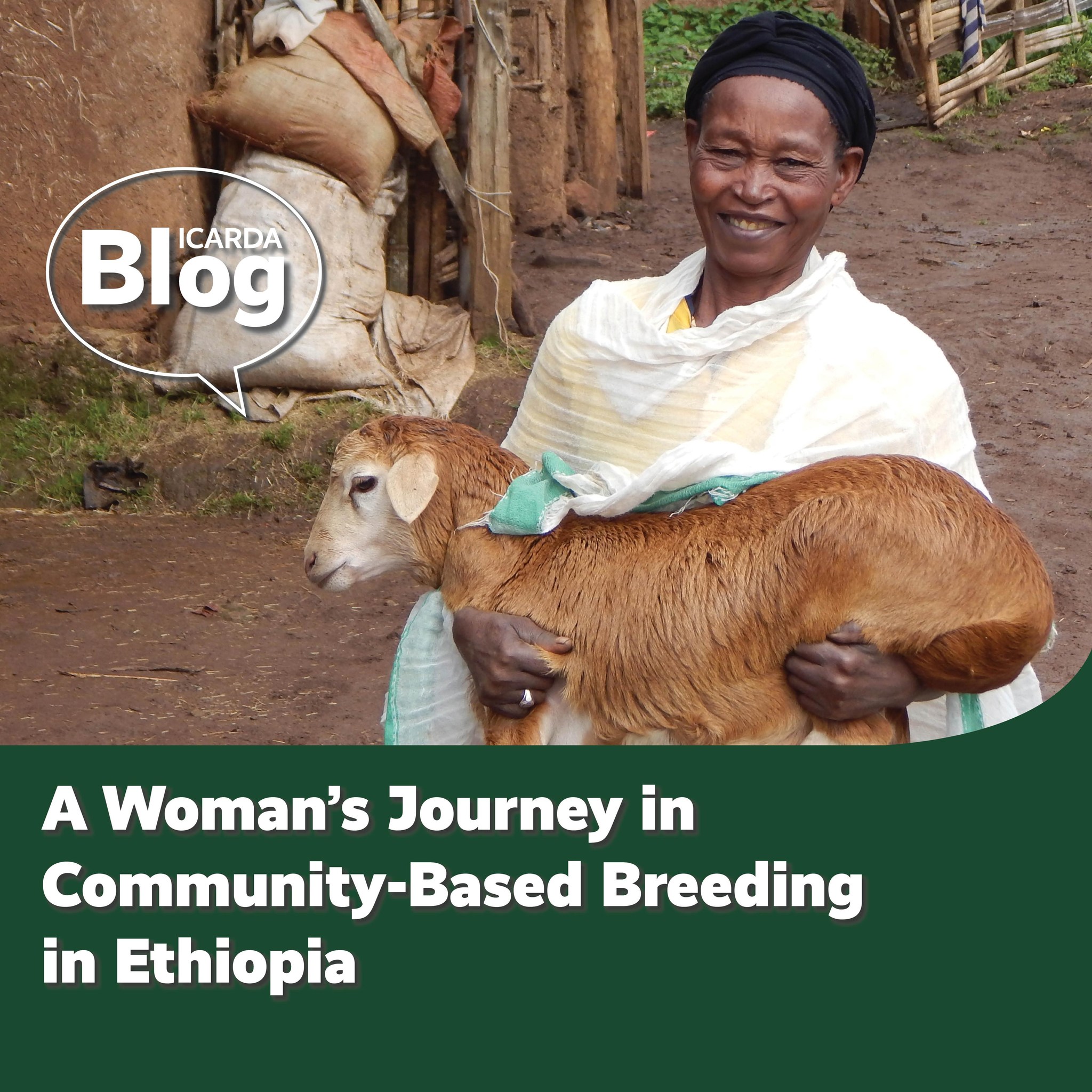 👩‍🌾👨‍🌾In Ethiopia, smallholder farmers rely on a mix of crop production ...