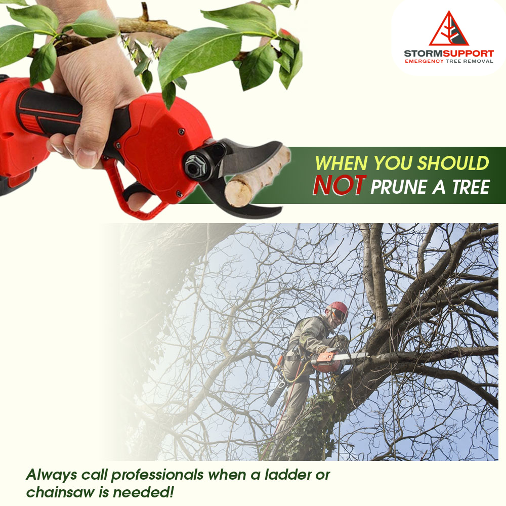 Storm Support Emergency Tree Removal LLC | Rockford MI
