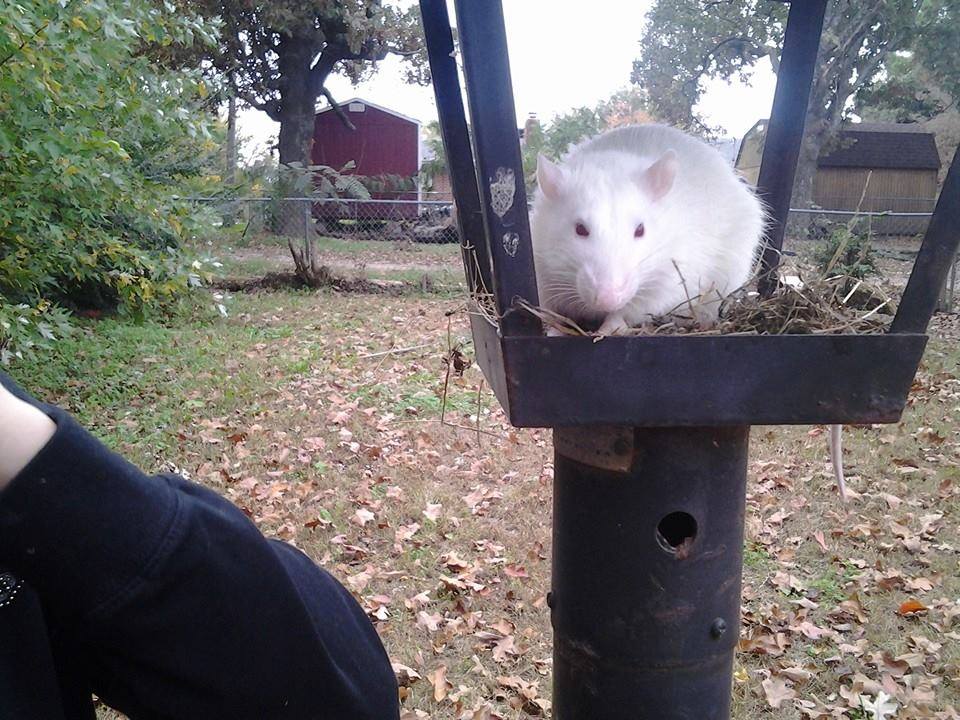 Reasons to save a... - Reasons to save a life and adopt a rat