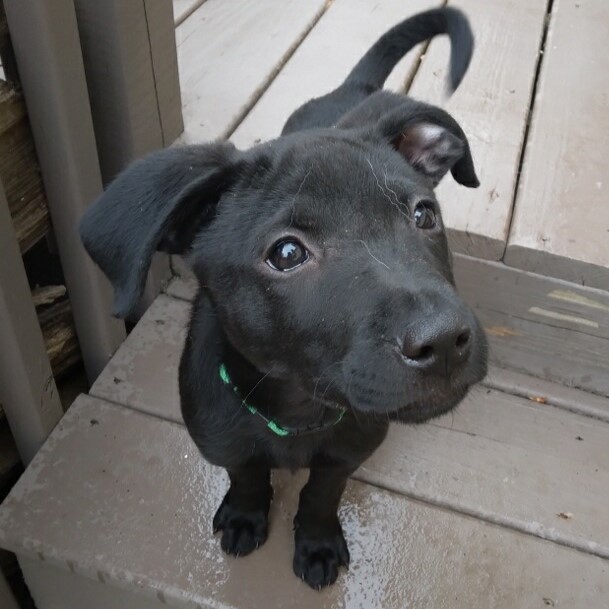 Peak Lab Rescue - Featured Adoptable - CHANCE! This... | Facebook