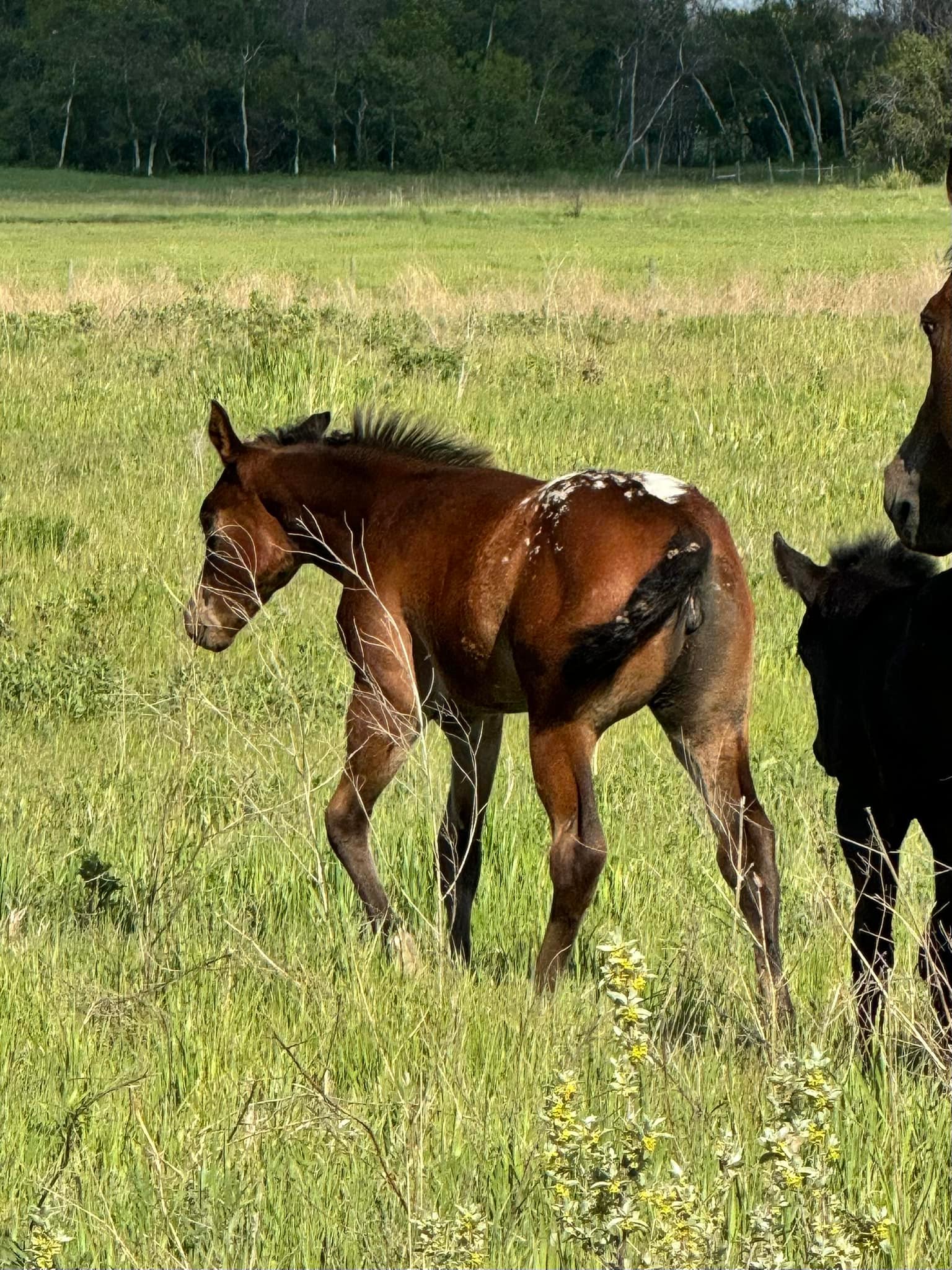 Qu'Appelle Appaloosa Ranch | Qu'Appelle SK