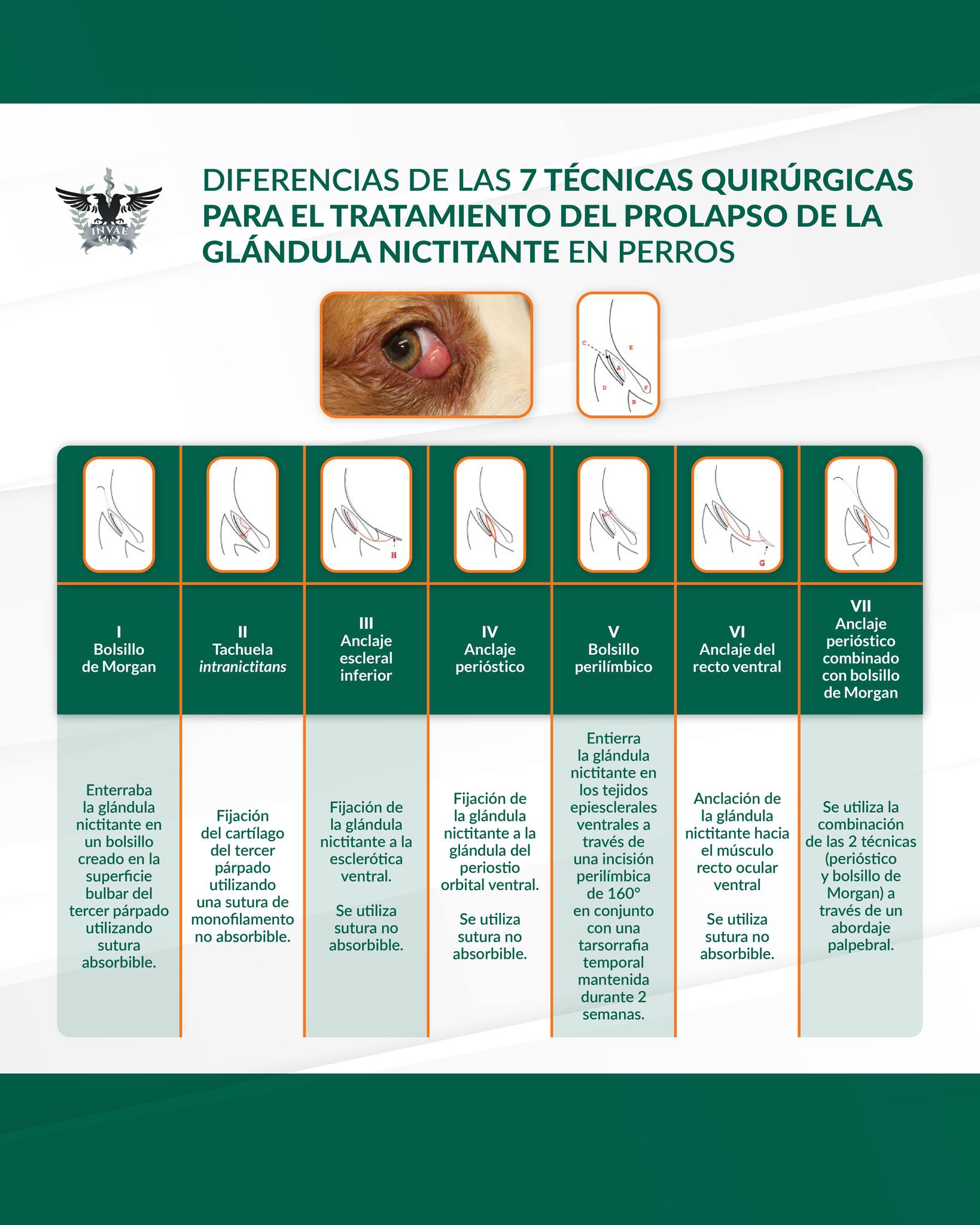 INVAE - 👁🐶 El prolapso de la glándula del tercer párpado, comúnmente ...