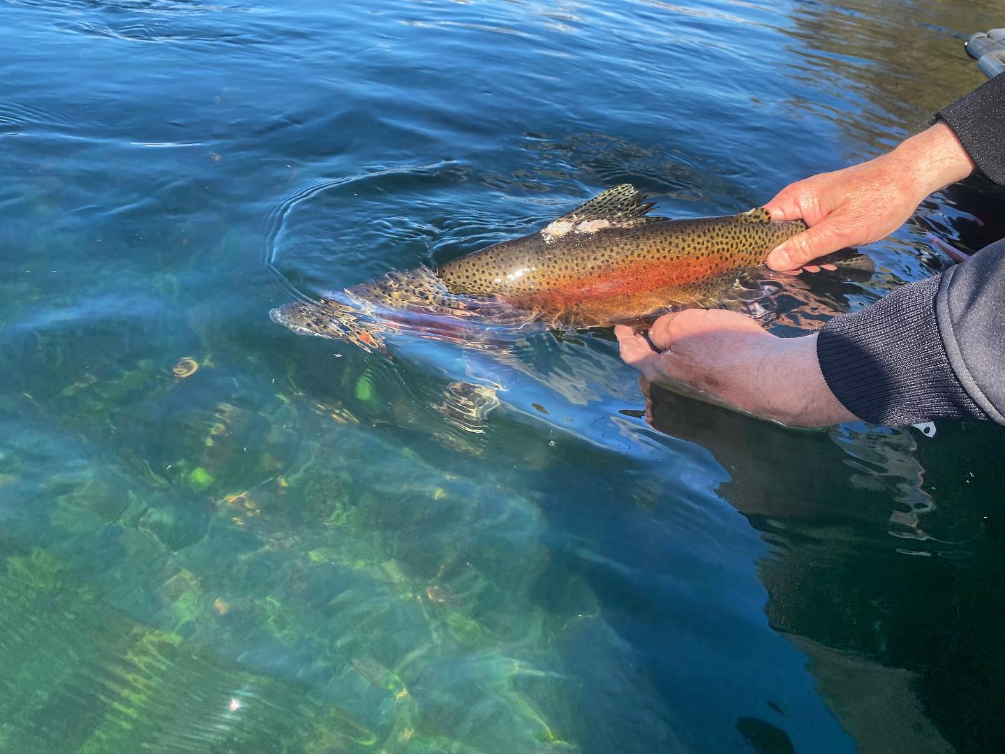 Rainbow trout are an amazing fish.... - Rising River Guides | Facebook