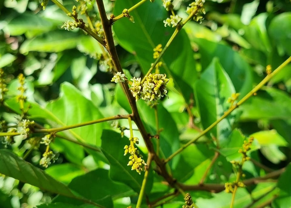 Borneo Orchard House - Here's what them hairy rambutan's flowers look ...