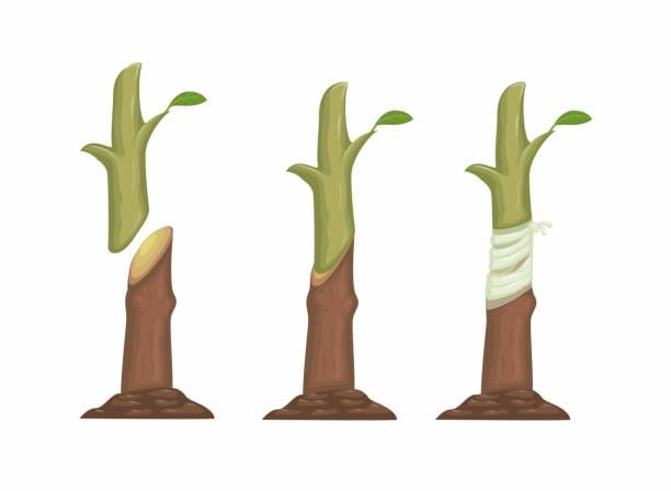 Grafting of Plants and Flowers | The Function of the Cut on the ...