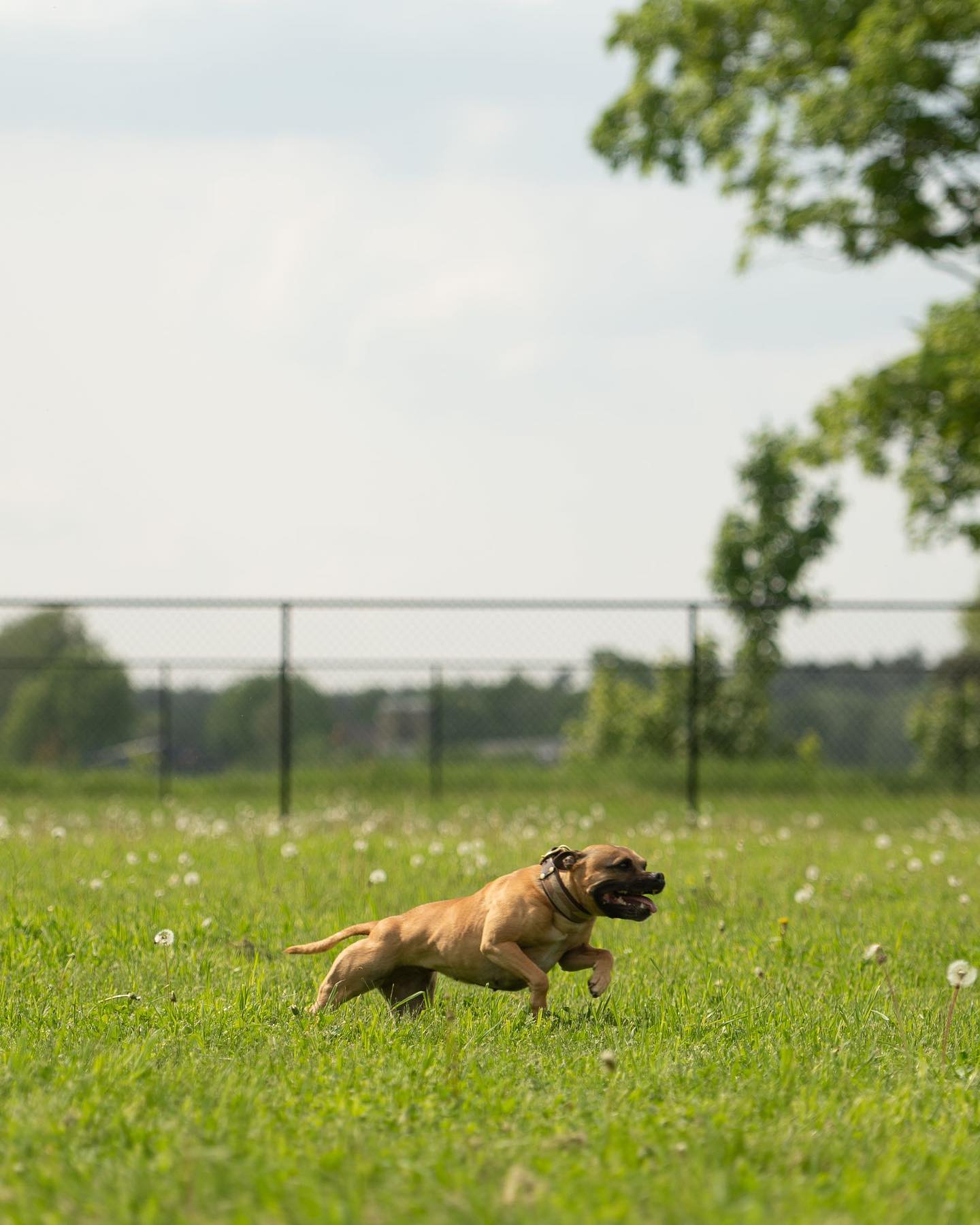 If your dogs love to run, our... - KVD Dogsport Equipment | Facebook