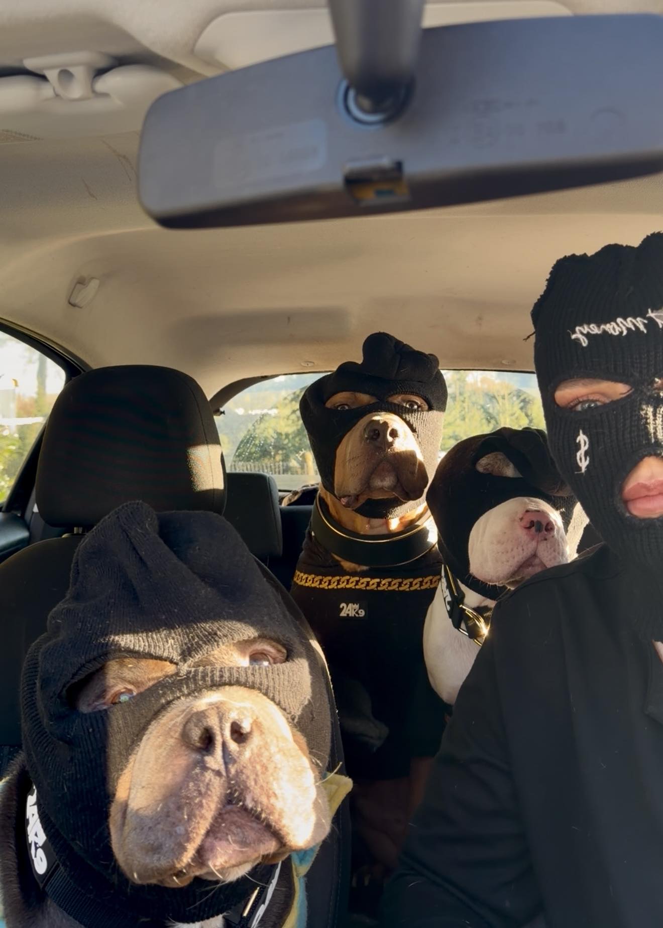 Bundleofbullies - Gang gang 🥷🏼 | Facebook