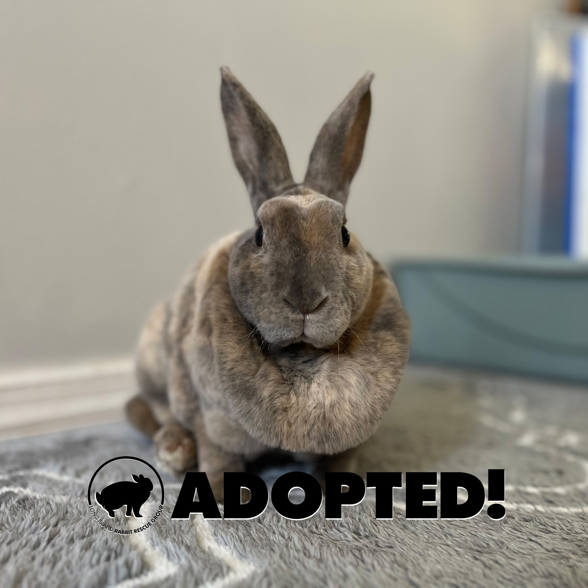 Congratulations Judy!... - Long Island Rabbit Rescue Group | Facebook