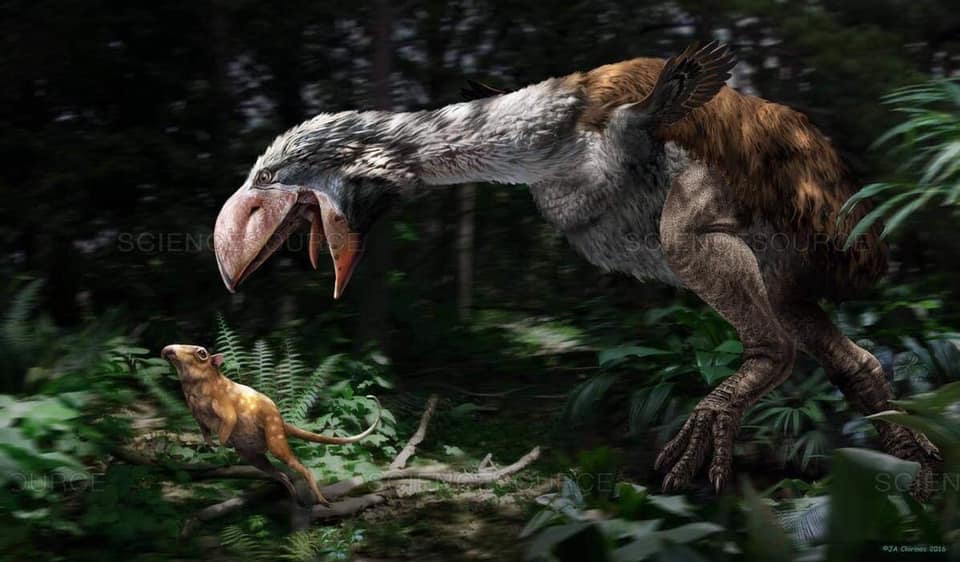 Brontornis: El Gigante del... - Animales prehistóricos | Facebook