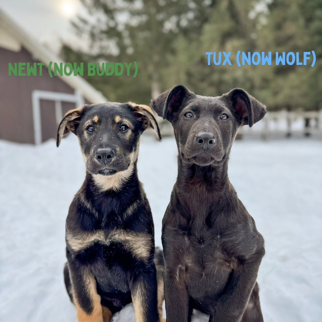 Chance's Rescue - 𝗛𝗔𝗣𝗣𝗬 𝗡𝗔𝗧𝗜𝗢𝗡𝗔𝗟 𝗗𝗢𝗚 𝗗𝗔𝗬 🥳 It's always a... | Facebook