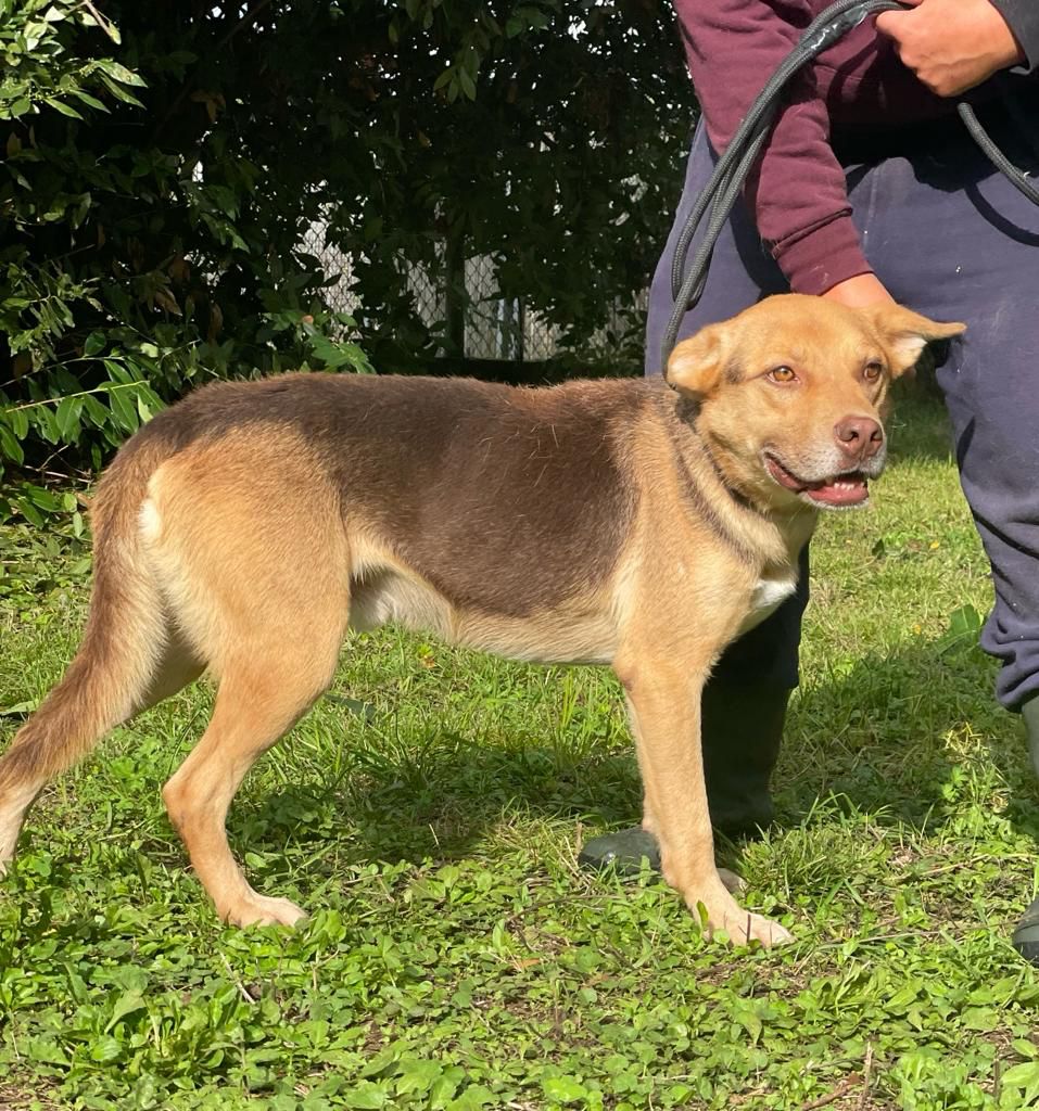 Hunde Aus Italien Suchen Ein Zuhause Bayern