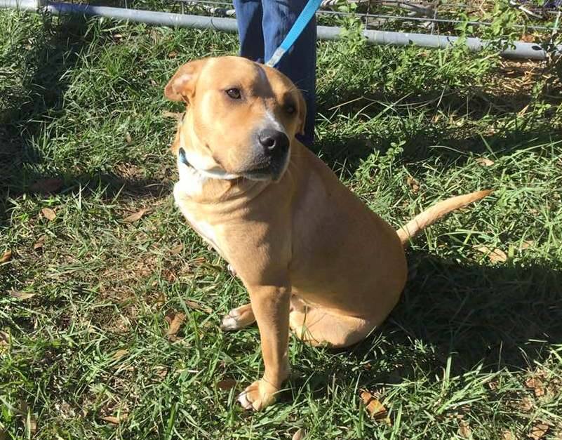 Florida Pointer Rescue | New Smyrna Beach FL