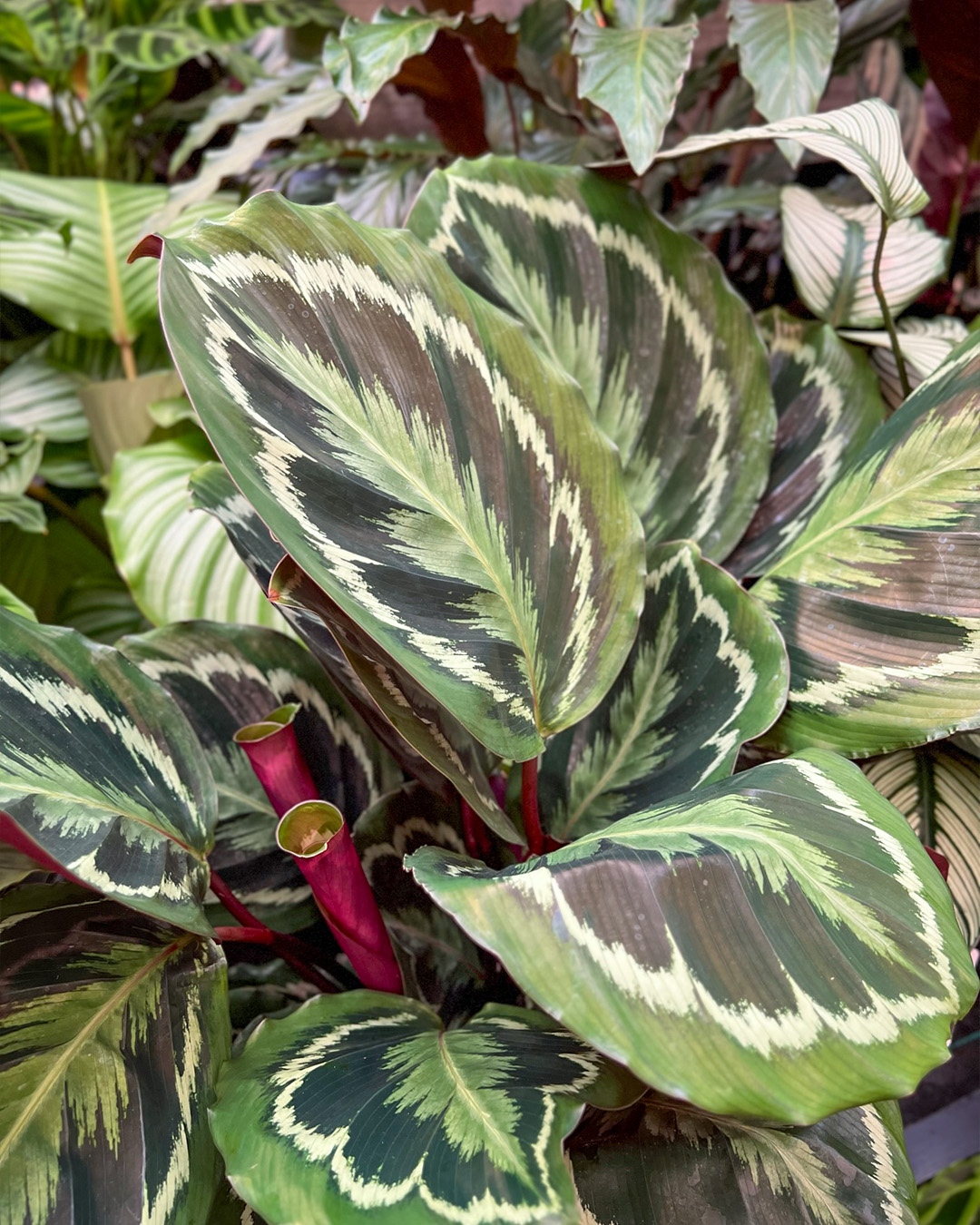 Intratuin - 🌿 Weet jij van welke beauty deze prachtige...