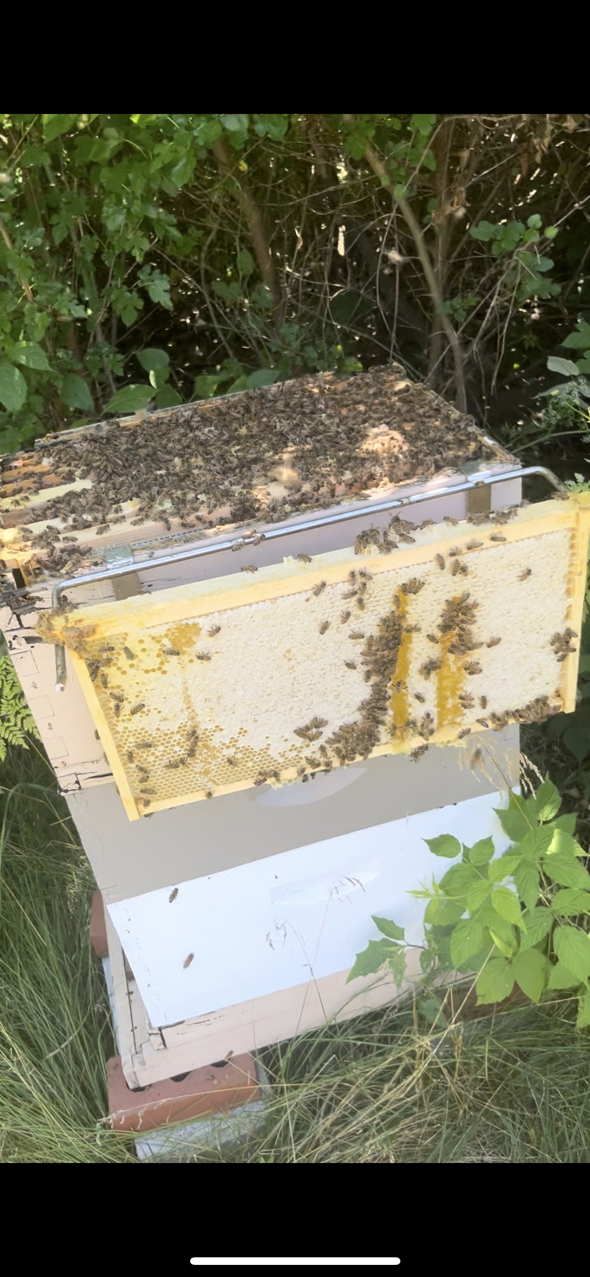 7Bees Apiary | Rochester IN