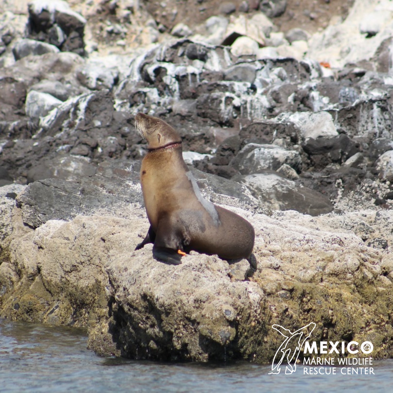 Mexico - This little CA Sea Lion (Zalophus califonianus) was just ...