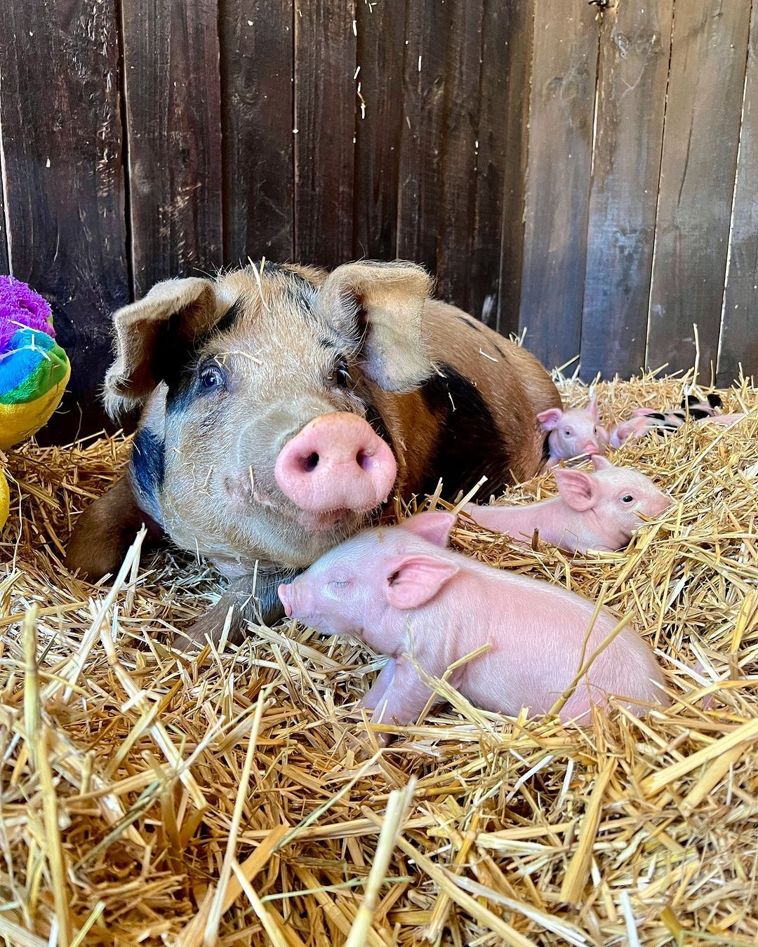 Food - Noelle and her piglets are surrounded with love and joy at Edgar ...