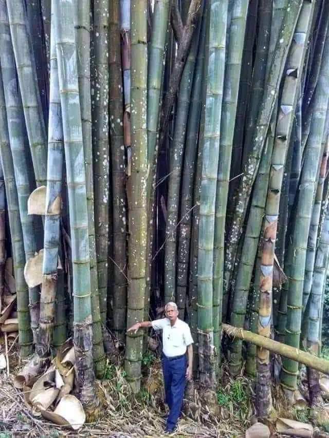 Aman - Some facts about bamboo: 1.Fast Growth: Bamboo is the fastest ...