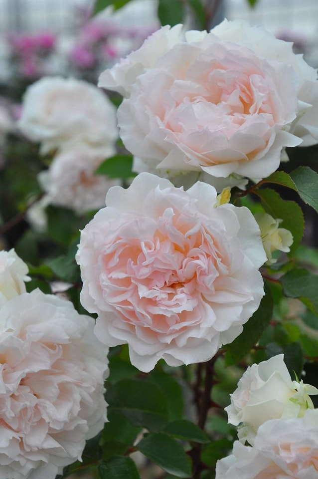 バラの家 Rosa Orientis -バラ苗専門店- - フランシス バーネット Frances Burnett ほんのり淡いピンクの花色に ...