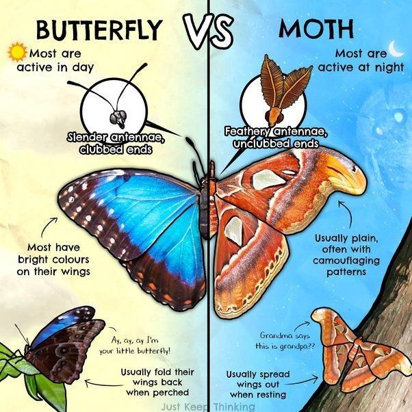 Grimes - National Moth Week July 19 - 27, 2025 It's All Things Moth ...
