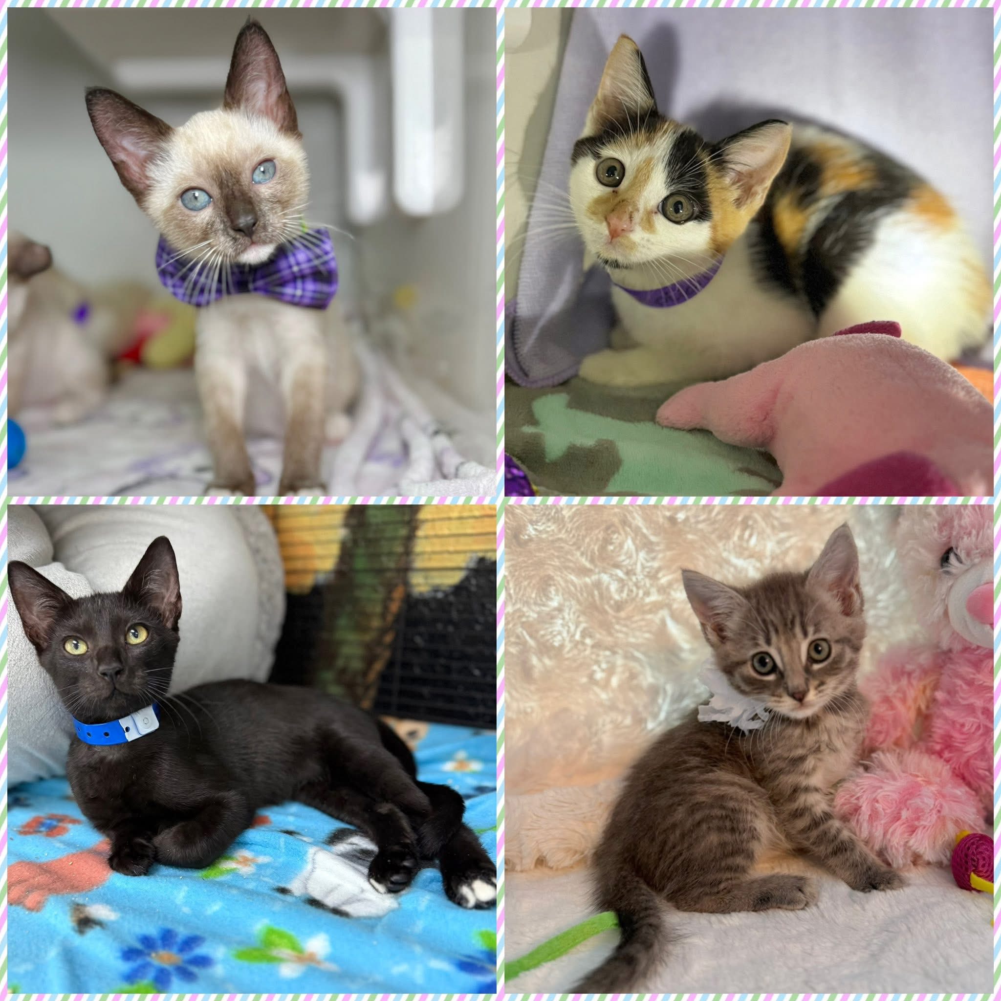 Hoffmeyer Animal Rescue,... - Hoffmeyer Animal Rescue, Inc.