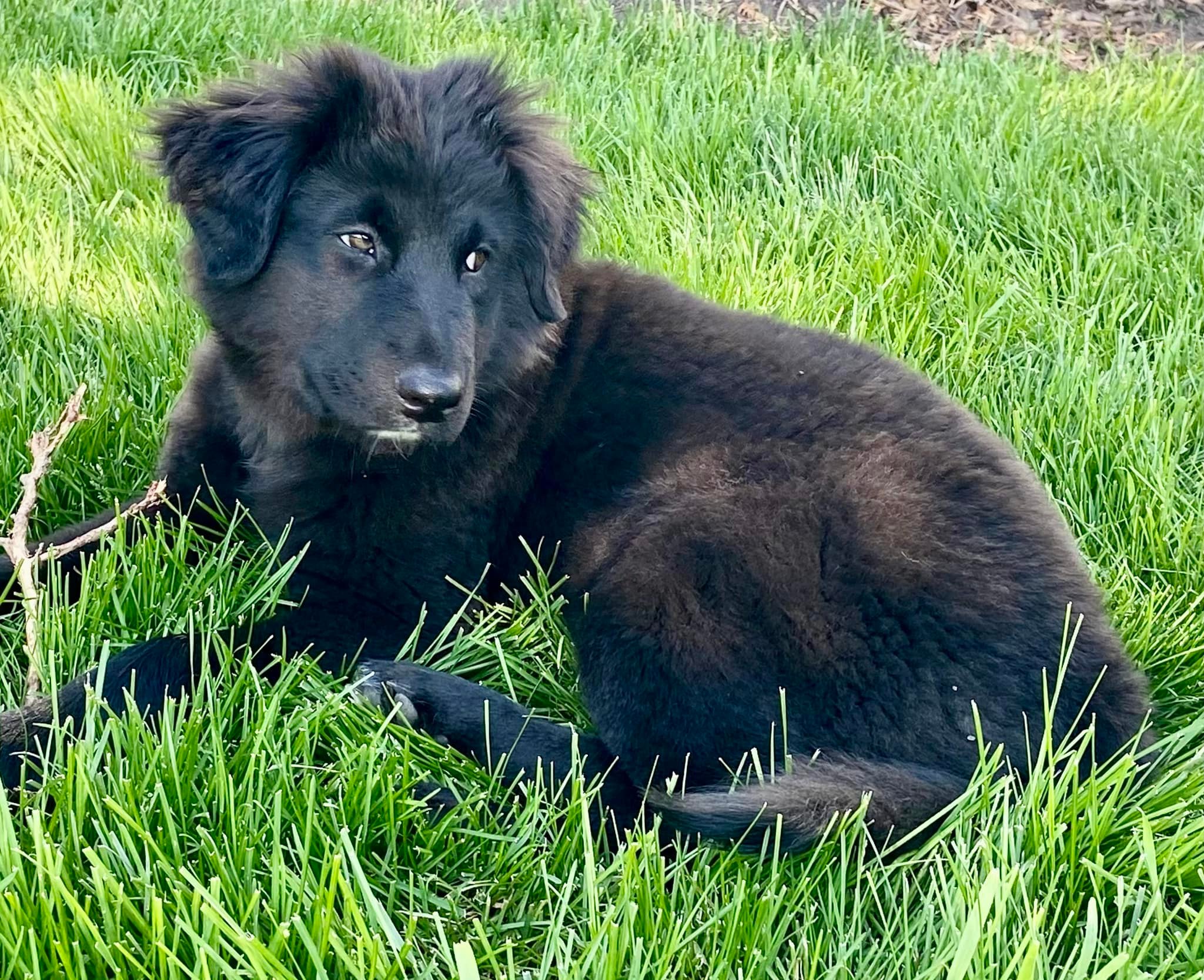 Onyx is as sweet as she is cute.... - Chicagoland Lab Rescue